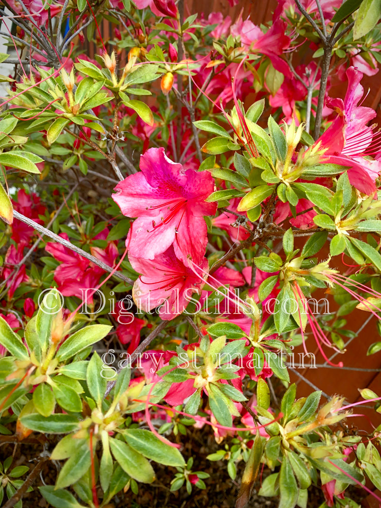 Pink Azaleas, Digital, Scenery, Flowers