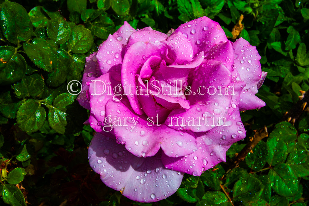 Pink Rose with Water Droplets, Digital, Scenery, Flowers