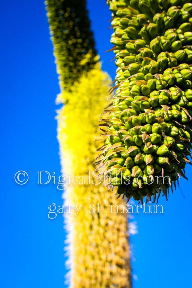 Octopus Agave Close Up, Digital, Scenery, Flowers