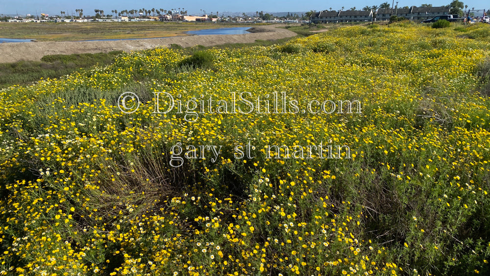 Needle Goldfields Wide View V4, Digital, Scenery, Flowers