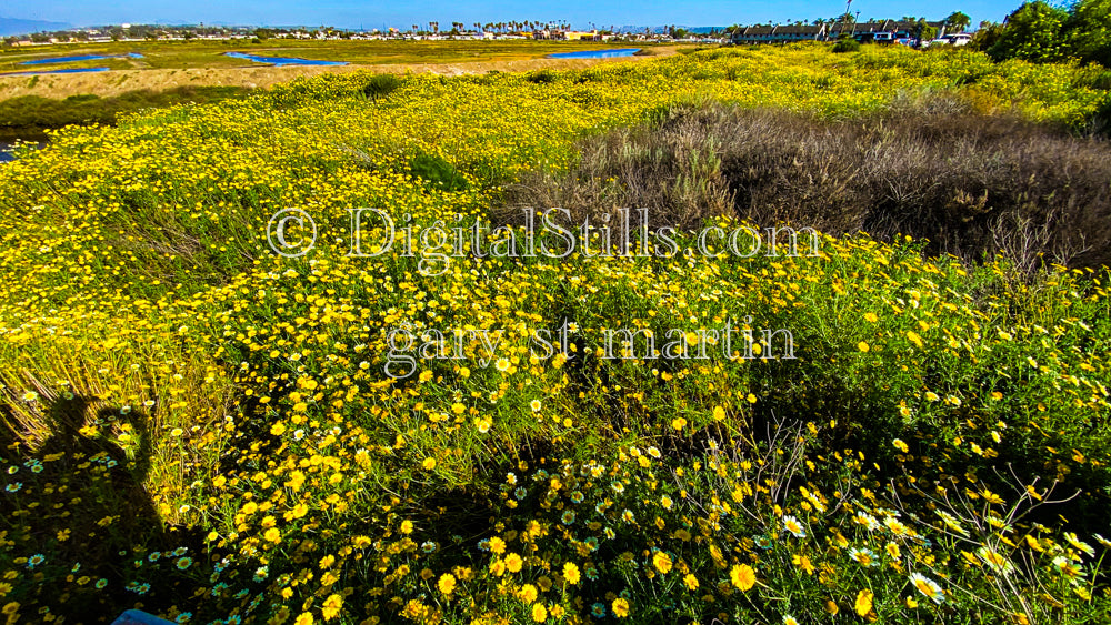 Needle Goldfields Wide View, Digital, Scenery, Flowers