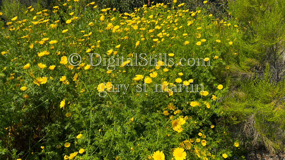 Large Flowered Tickseed Bush, Digital, Scenery, Flowers