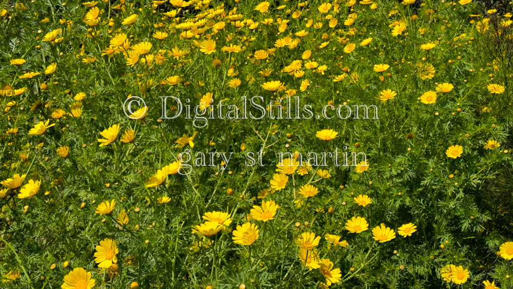 Meadow of Garland Chrysanthemum, Digital, Scenery, Flowers