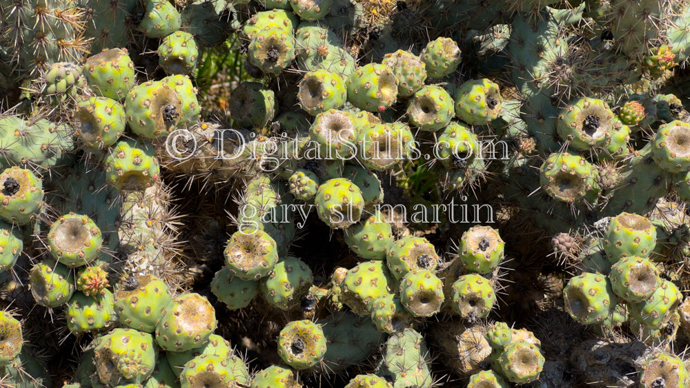 Chollas Cactus, Digital, Scenery, Flowers