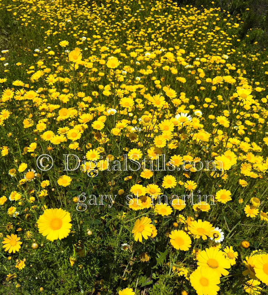 Large Flowered Tickseed Up Close, Digital, Scenery, Flowers