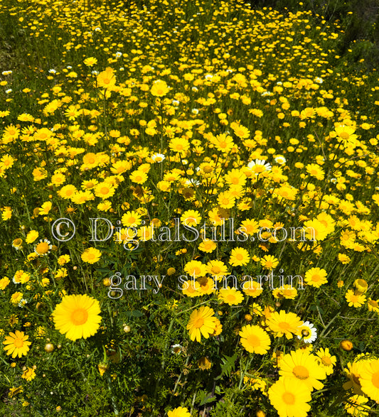 Yellow Wild Flowers Portrait Digital, Scenery, Flowers