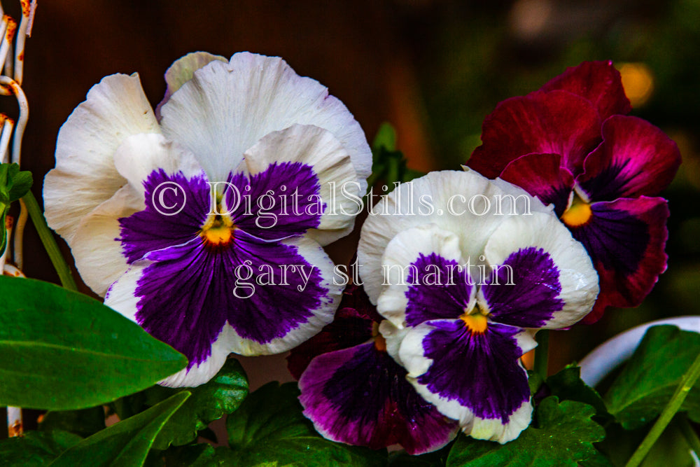 Pansy Plants, Digital, Scenery, Flowers