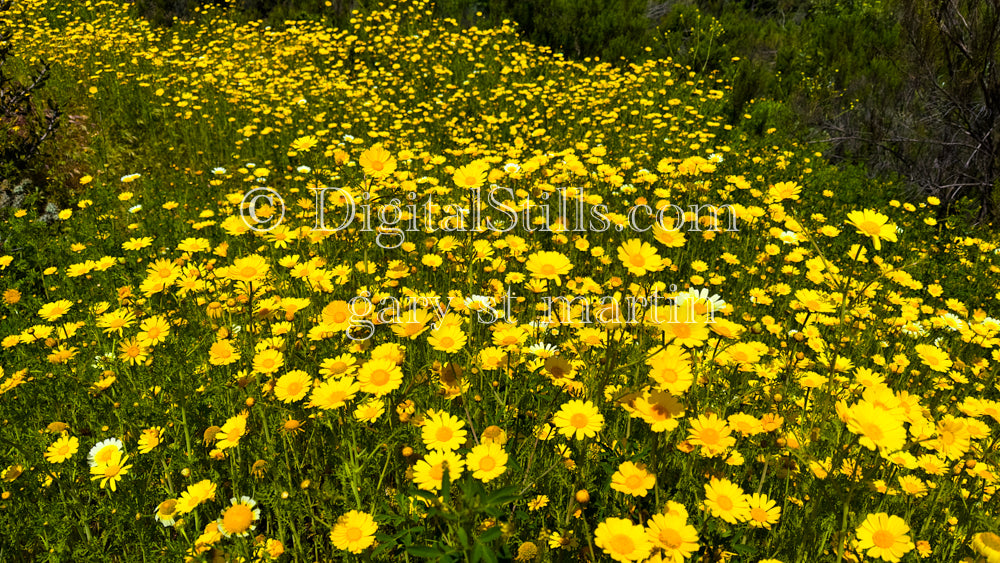 Garland Chrysanthemum Field, Digital, Scenery, Flowers
