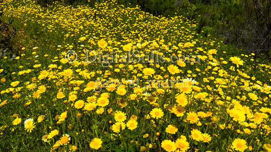 Wide Angle Of Yellow Wild Flowers Portrait Digital, Scenery, Flowers