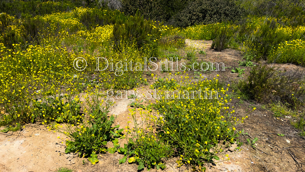 Shortpod Mustard Wildflowers Wide View, Digital, Scenery, Flowers