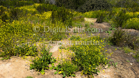 Bush Of Yellow Wildflowers Digital, Scenery, Flowers