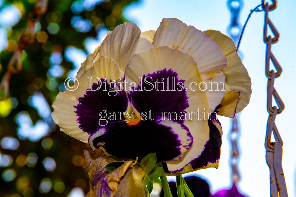 Pansy Plant In The Sun, Digital, Scenery, Flowers
