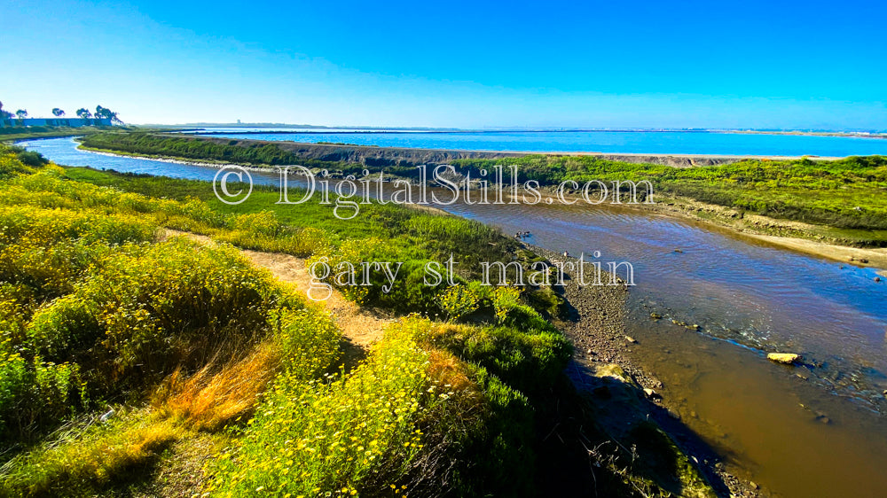 Needle Goldfields Wide View V2, Digital, Scenery, Flowers