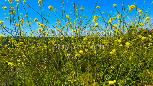V2 Bush Of Yellow Wildflowers Digital, Scenery, Flowers