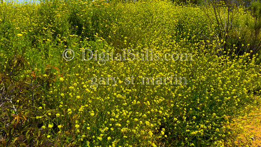 Bush Of Yellow Flowers Digital, Scenery, Flowers