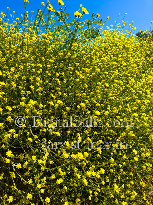 Yellow Flowers In The Daylight Digital, Scenery, Flowers