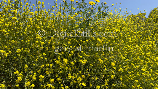 Wide Angle Yellow Flowers In The Daylight Digital, Scenery, Flowers
