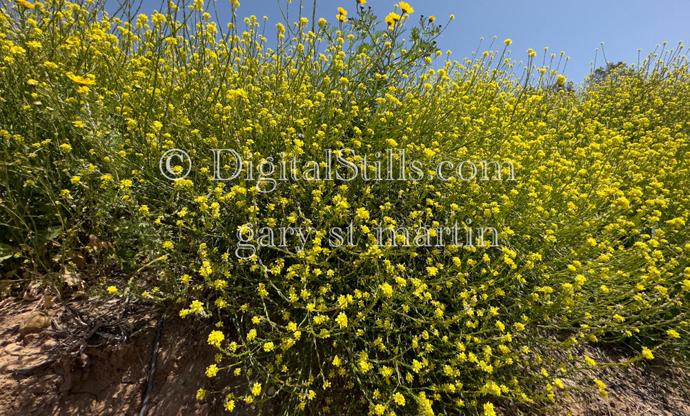 Shortpod Mustard Wildflowers V4, Digital, Scenery, Flowers