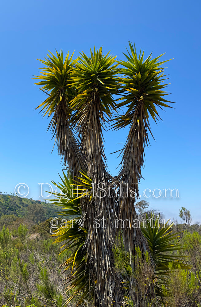 Giant Yucca, Digital, Scenery, Flowers
