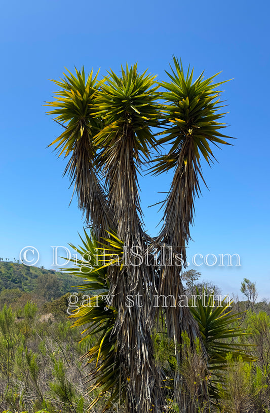 Three Yucca Trees Digital, Scenery, Flowers
