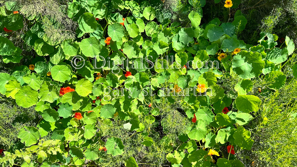 Garden Nasturtium V2, Digital, Scenery, Flowers