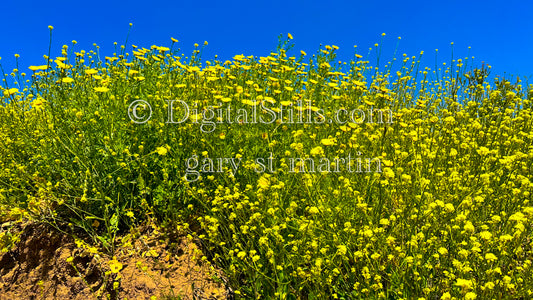 Yellow Wildflower Bush Digital, Scenery, Flowers