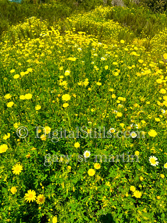 Portrait  Of Yellow Wildflower Bush Digital, Scenery, Flowers