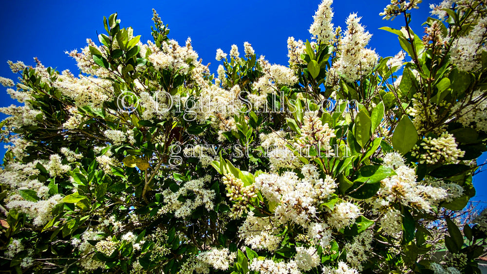 Wax-Leaf Privet, Digital, Scenery, Flowers