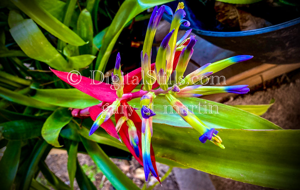 Queen's Tears (Billbergia Nutans), Frontal Shot V2, Digital, Scenery, Flowers