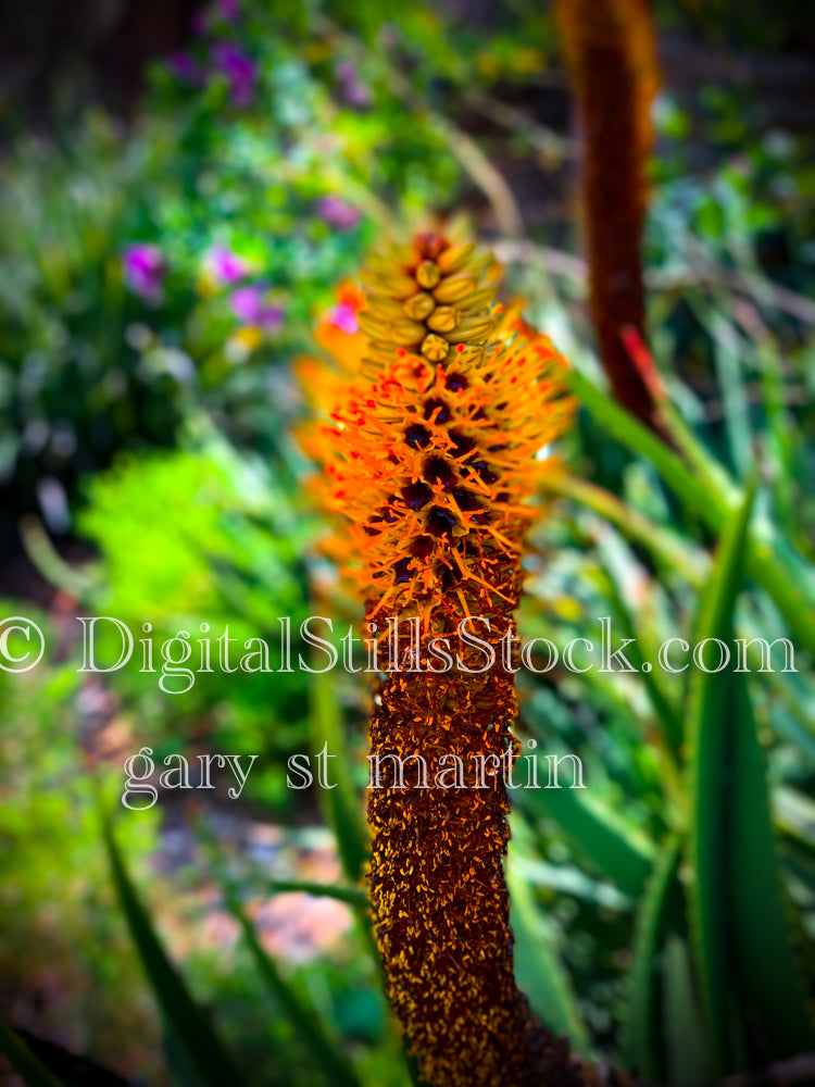 Red Hot Pokers, Digital, Scenery, Flowers