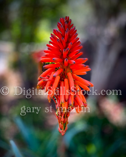 Candelabra Aloe Digital, Scenery, Flowers