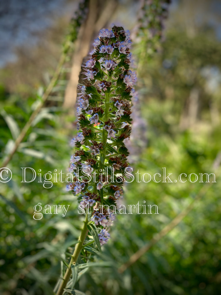 Pride of Maderia with Sparse Flowers, Digital, Scenery, Flowers