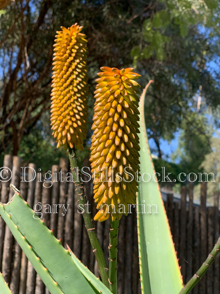 Orange flowering Aloe, Digital, Scenery, Flowers