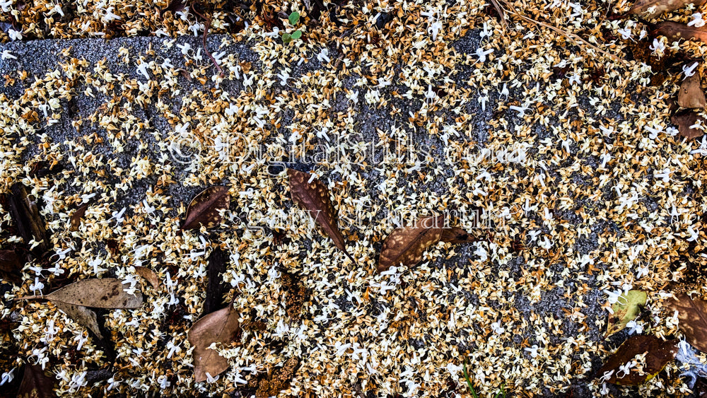 Fall Leaves and Flowers, Digital, Scenery, Flowers