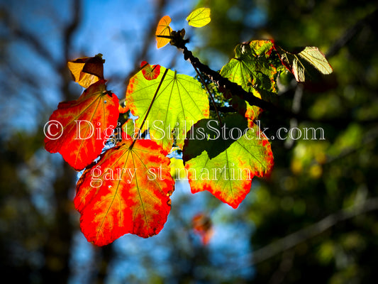 Colorful Leaves Digital, Scenery, Flowers