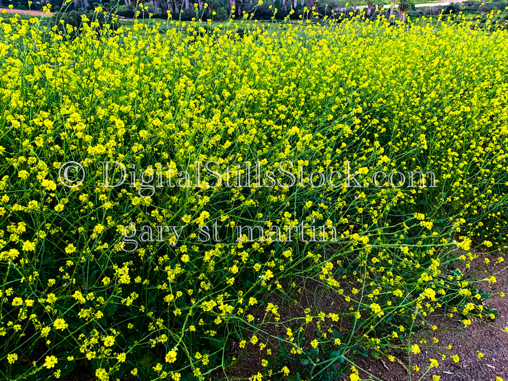Shortpod Mustard Wildflowers Wide View V4, Digital, Scenery, Flowers
