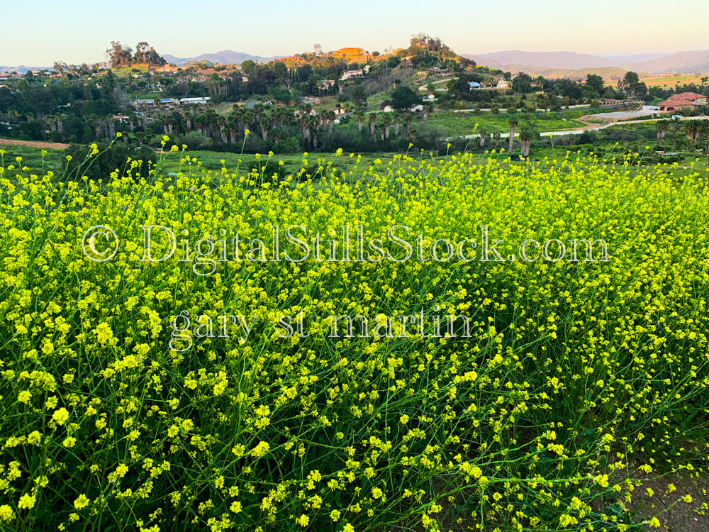 Shortpod Mustard Wildflowers Wide View V3, Digital, Scenery, Flowers