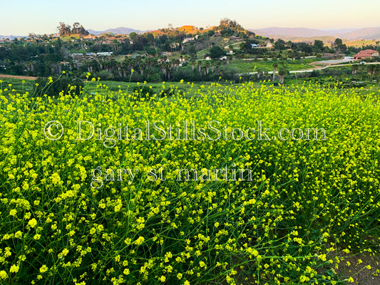 Beautiful View Of Felid Covered In Yellow Wildflowers Digital, Scenery, Flowers