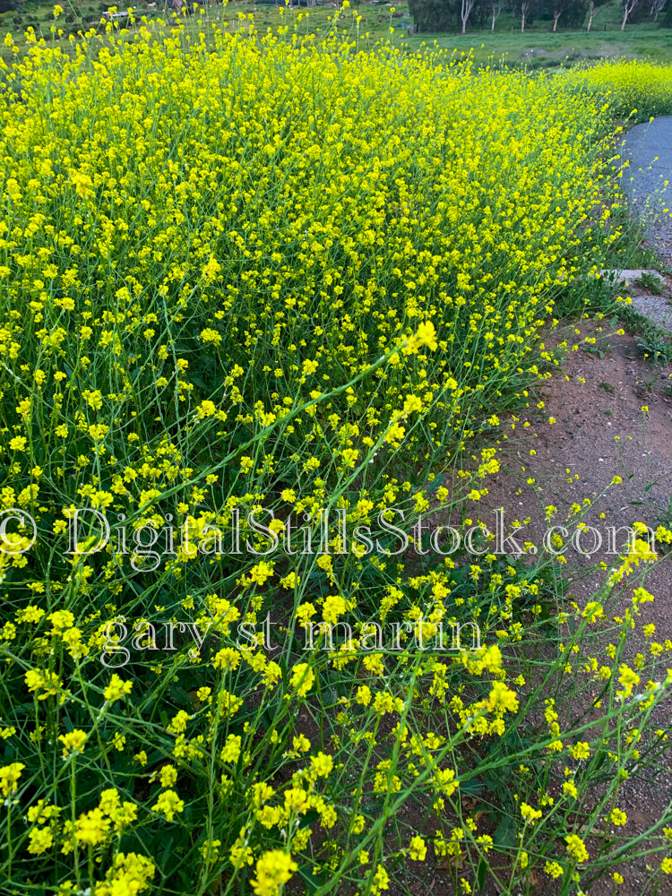 Shortpod Mustard Wildflowers V5, Digital, Scenery, Flowers