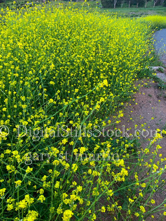 Felid Covered In Yellow Wildflowers V2 Digital, Scenery, Flowers