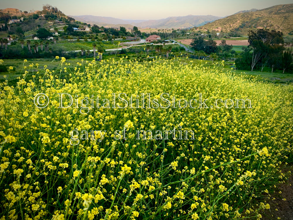 Shortpod Mustard Wildflowers Wide View V2, Digital, Scenery, Flowers