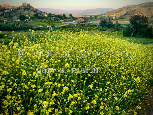 Beautiful View Of Felid Covered In Yellow Wildflowers V2. Digital, Scenery, Flowers