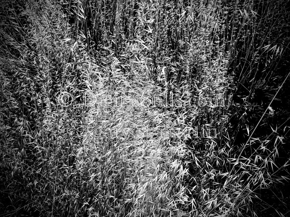 Foxtail Bush, B&W, Digital, Scenery, Flowers