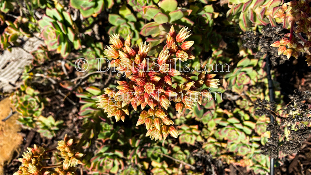 Haworth's Aeonium V2, Digital, Scenery, Flowers