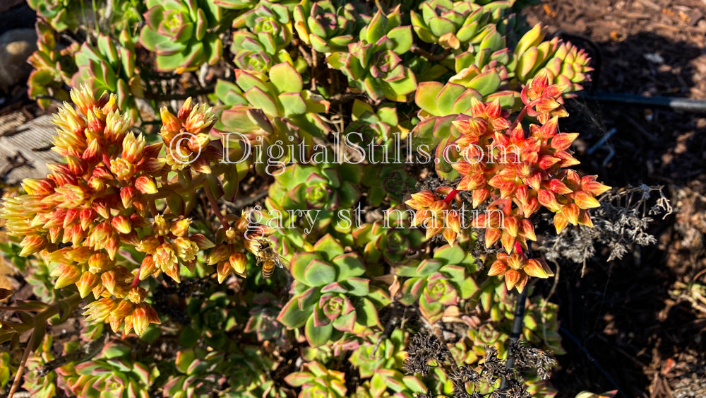 Haworth's Aeonium, Digital, Scenery, Flowers