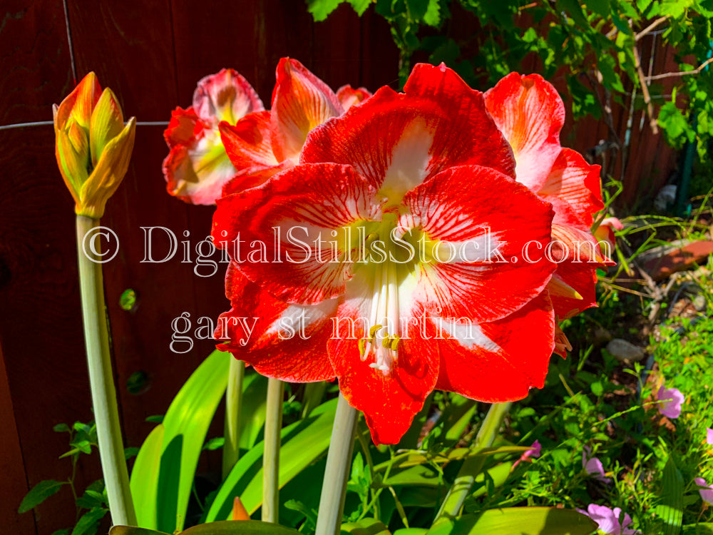 Amaryllis Flower V2, Digital, Scenery, Flowers