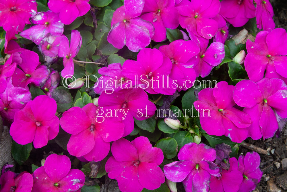 Magenta Impatiens, Digital, Scenery, Flowers