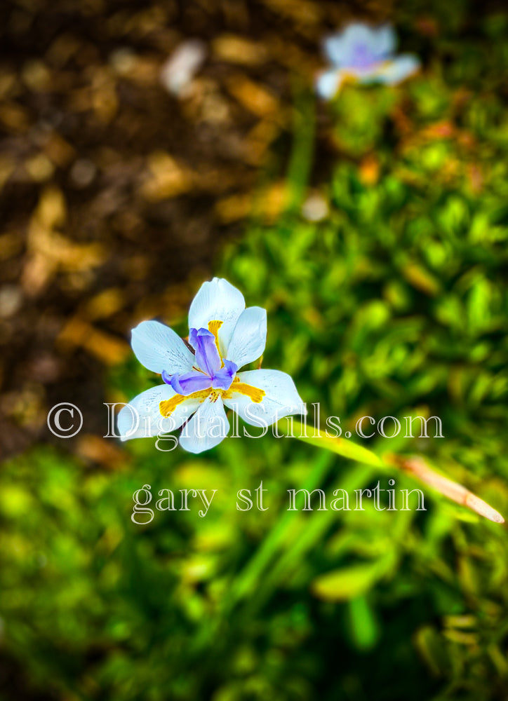 Fortnight Lily V9, Digital, Scenery, Flowers