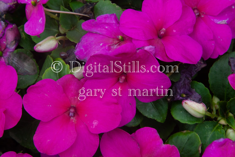 Magenta Impatiens V2, Digital, Scenery, Flowers