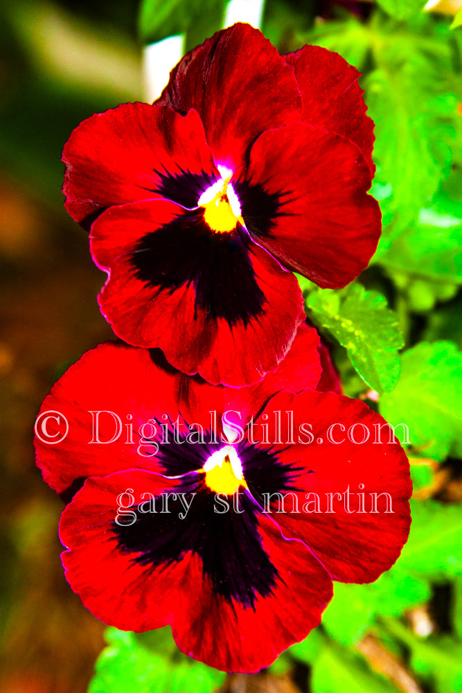 Red Pansy Flower Pair, Digital, Scenery, Flowers